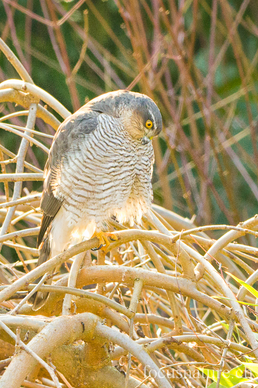Epervier 9220.jpg - Épervier d'EuropeAccipiter nisusEurasian Sparrowhawk (Ermitage, Genève, Suisse, février 2012)